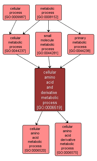 GO:0006519 - cellular amino acid and derivative metabolic process (interactive image map)