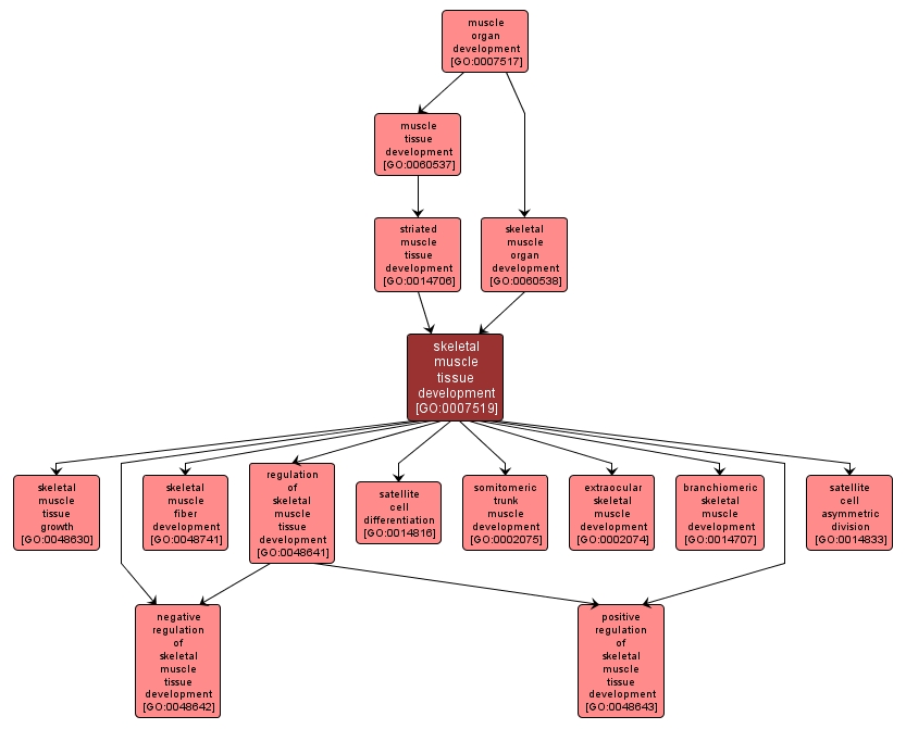 GO:0007519 - skeletal muscle tissue development (interactive image map)