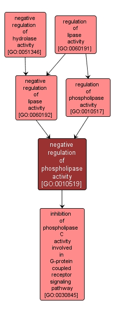 GO:0010519 - negative regulation of phospholipase activity (interactive image map)