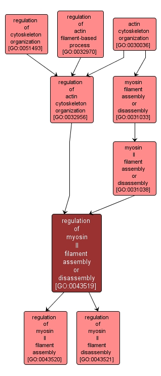 GO:0043519 - regulation of myosin II filament assembly or disassembly (interactive image map)