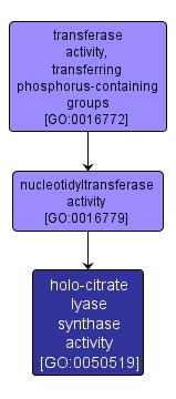 GO:0050519 - holo-citrate lyase synthase activity (interactive image map)