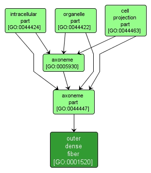 GO:0001520 - outer dense fiber (interactive image map)