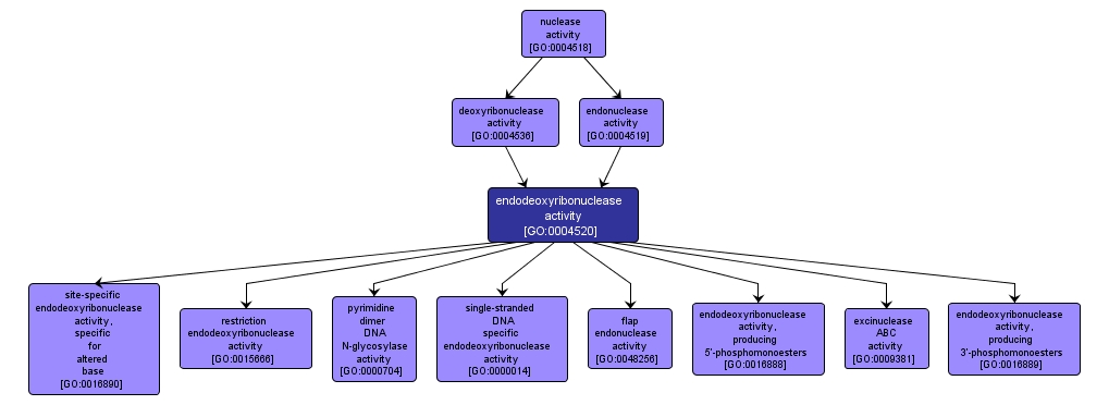 GO:0004520 - endodeoxyribonuclease activity (interactive image map)