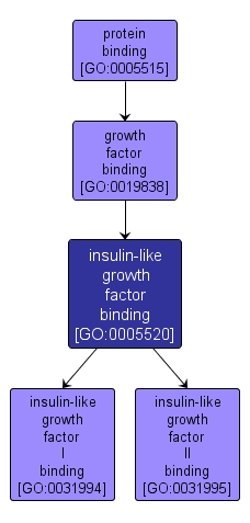 GO:0005520 - insulin-like growth factor binding (interactive image map)