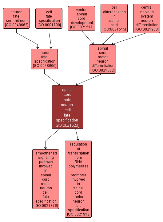 GO:0021520 - spinal cord motor neuron cell fate specification (interactive image map)