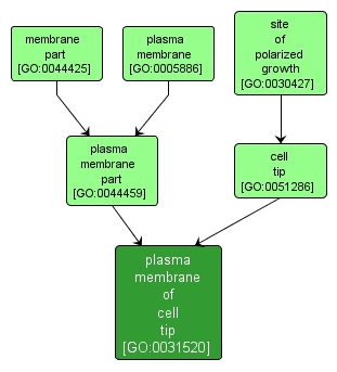 GO:0031520 - plasma membrane of cell tip (interactive image map)