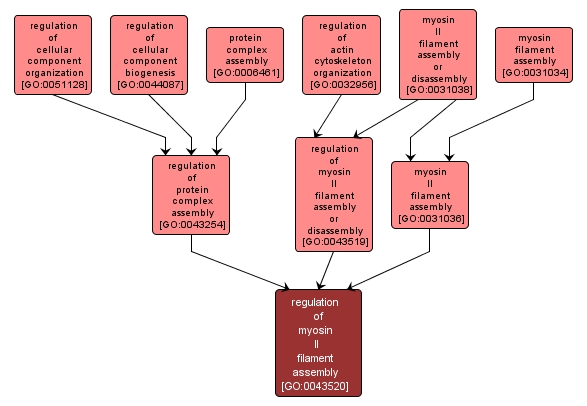 GO:0043520 - regulation of myosin II filament assembly (interactive image map)