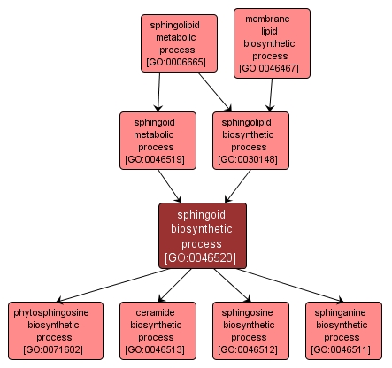 GO:0046520 - sphingoid biosynthetic process (interactive image map)