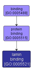 GO:0005521 - lamin binding (interactive image map)