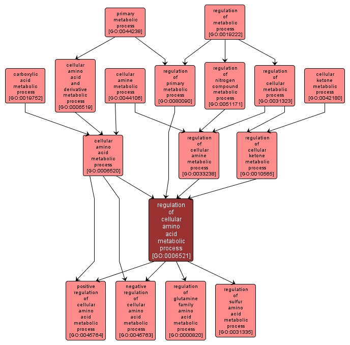 GO:0006521 - regulation of cellular amino acid metabolic process (interactive image map)