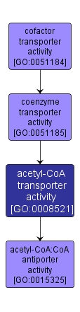 GO:0008521 - acetyl-CoA transporter activity (interactive image map)