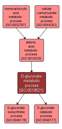 GO:0019521 - D-gluconate metabolic process (interactive image map)