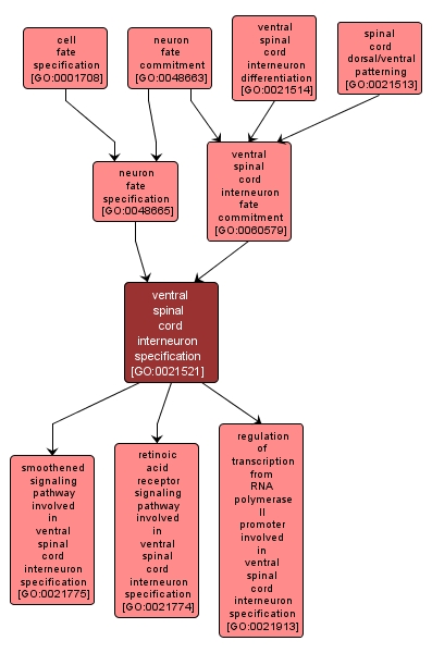 GO:0021521 - ventral spinal cord interneuron specification (interactive image map)