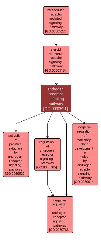 GO:0030521 - androgen receptor signaling pathway (interactive image map)