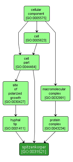 GO:0031521 - spitzenkorper (interactive image map)