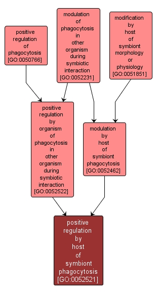 GO:0052521 - positive regulation by host of symbiont phagocytosis (interactive image map)