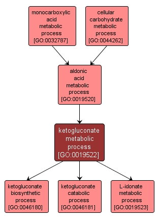 GO:0019522 - ketogluconate metabolic process (interactive image map)