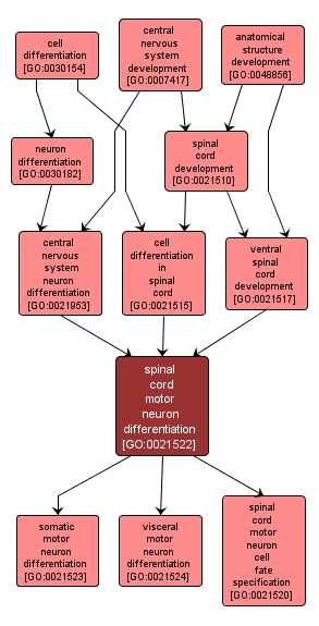 GO:0021522 - spinal cord motor neuron differentiation (interactive image map)