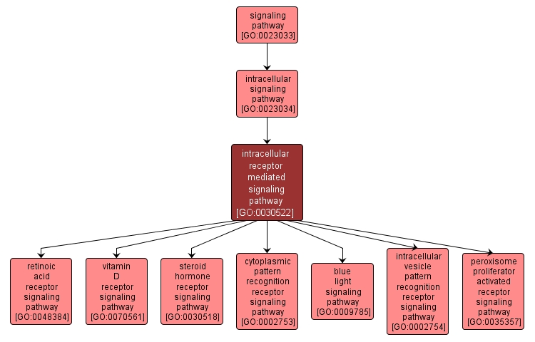 GO:0030522 - intracellular receptor mediated signaling pathway (interactive image map)