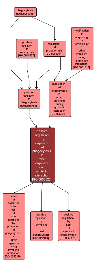 GO:0052522 - positive regulation by organism of phagocytosis in other organism during symbiotic interaction (interactive image map)