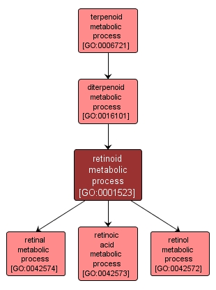 GO:0001523 - retinoid metabolic process (interactive image map)
