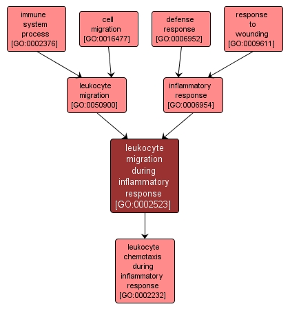 GO:0002523 - leukocyte migration during inflammatory response (interactive image map)