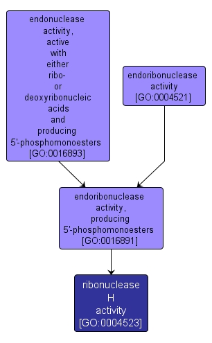 GO:0004523 - ribonuclease H activity (interactive image map)