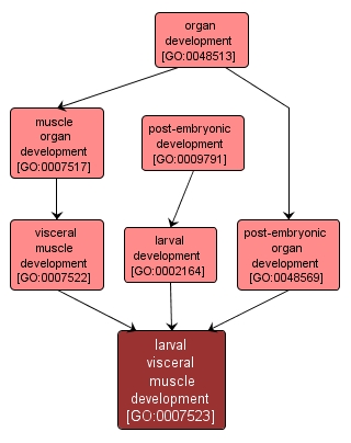 GO:0007523 - larval visceral muscle development (interactive image map)