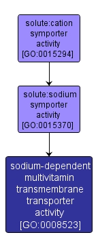 GO:0008523 - sodium-dependent multivitamin transmembrane transporter activity (interactive image map)
