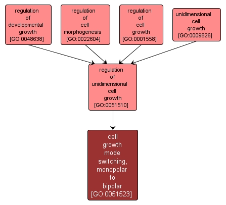 GO:0051523 - cell growth mode switching, monopolar to bipolar (interactive image map)