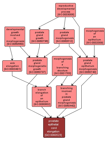 GO:0060523 - prostate epithelial cord elongation (interactive image map)