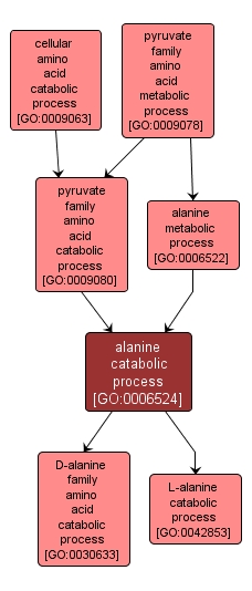 GO:0006524 - alanine catabolic process (interactive image map)