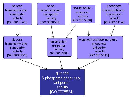 GO:0008524 - glucose 6-phosphate:phosphate antiporter activity (interactive image map)