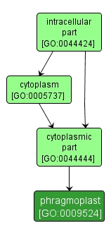 GO:0009524 - phragmoplast (interactive image map)