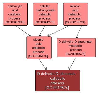 GO:0019524 - D-dehydro-D-gluconate catabolic process (interactive image map)
