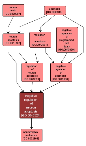 GO:0043524 - negative regulation of neuron apoptosis (interactive image map)