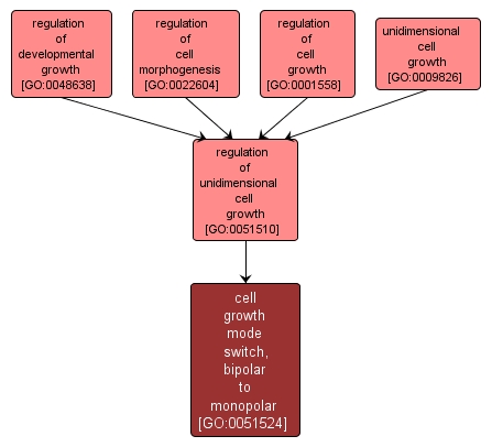 GO:0051524 - cell growth mode switch, bipolar to monopolar (interactive image map)