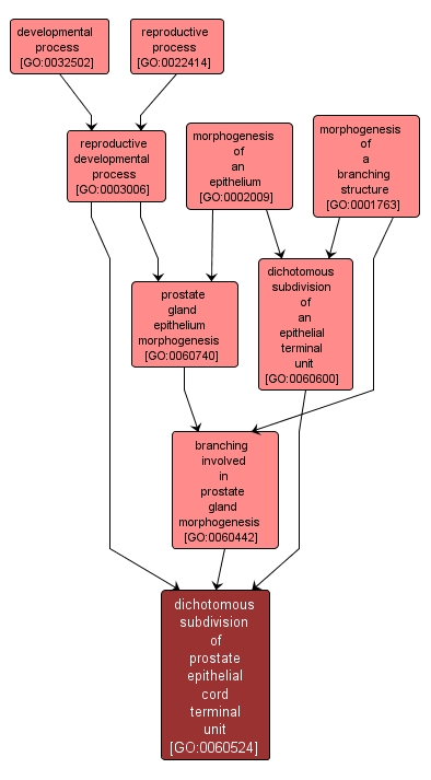 GO:0060524 - dichotomous subdivision of prostate epithelial cord terminal unit (interactive image map)