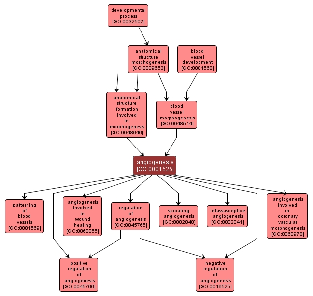 GO:0001525 - angiogenesis (interactive image map)