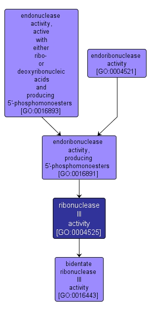 GO:0004525 - ribonuclease III activity (interactive image map)