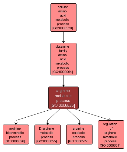 GO:0006525 - arginine metabolic process (interactive image map)