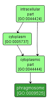 GO:0009525 - phragmosome (interactive image map)