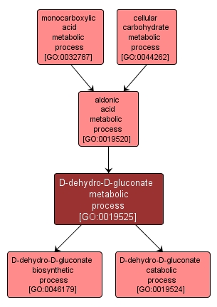 GO:0019525 - D-dehydro-D-gluconate metabolic process (interactive image map)
