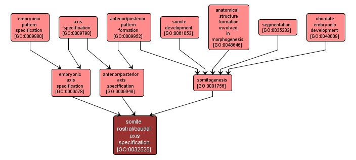 GO:0032525 - somite rostral/caudal axis specification (interactive image map)