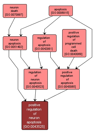 GO:0043525 - positive regulation of neuron apoptosis (interactive image map)