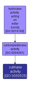 GO:0050525 - cutinase activity (interactive image map)