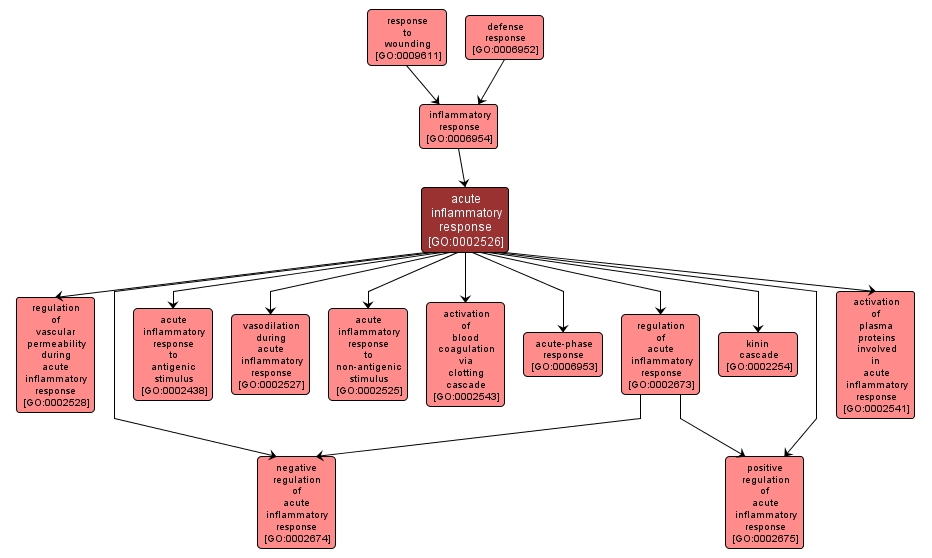 GO:0002526 - acute inflammatory response (interactive image map)