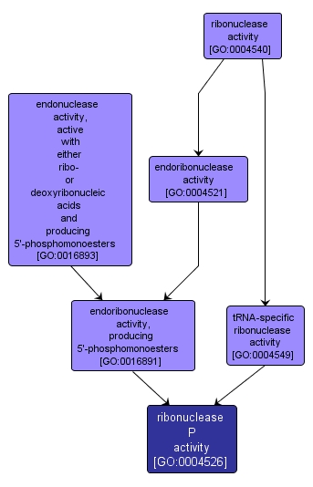 GO:0004526 - ribonuclease P activity (interactive image map)