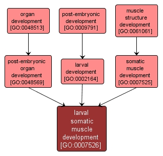 GO:0007526 - larval somatic muscle development (interactive image map)