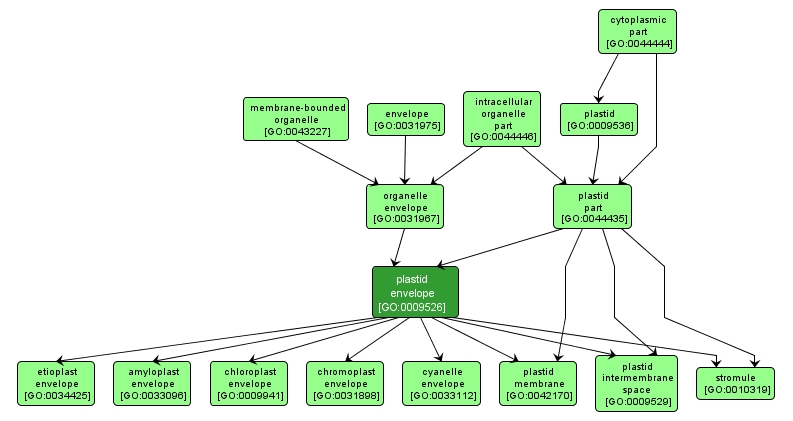 GO:0009526 - plastid envelope (interactive image map)